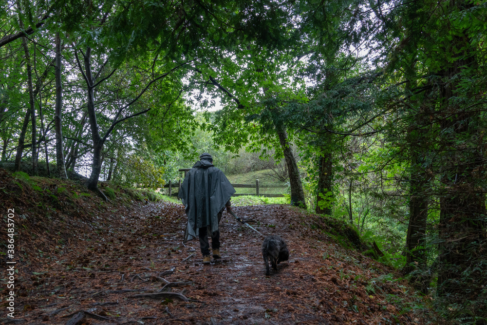 Man walking with dog under Chestnut trees in the Natural Monument of the Secuoyas of Monte Cabezón. Cantabria. Spain Man walking with dog under Chestnut trees in the Natural Monument of the Secuoyas of Monte Cabezón. Cantabria. Spain
