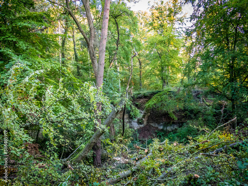 Frisch gef  llte B  ume im Wald