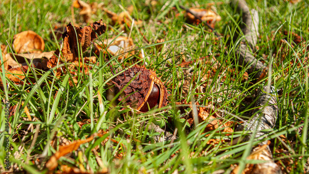 chestnut in the grass chestnut in the grass