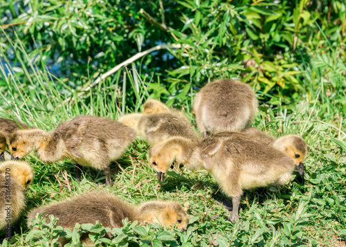 Canada goose chicks grazing © amelie