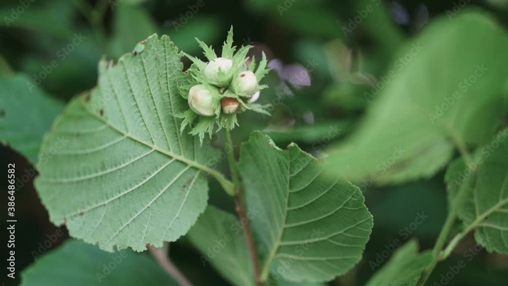 Hazelnuts on the bush in spring Hazelnuts on the bush in spring
