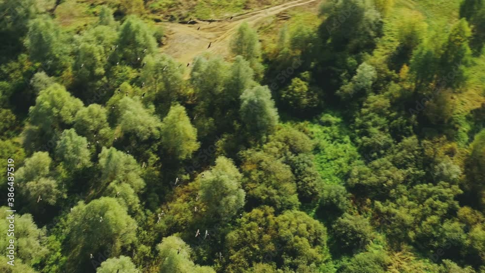 Belarus. Flock Of Ducks Birds Flying Above Sozh River. Aerial View Landscape In Sunny Summer Day. Top View Of Beautiful European Nature From High Attitude. Drone View. Bird's Eye View Belarus. Flock Of Ducks Birds Flying Above Sozh River. Aerial View Landscape In Sunny Summer Day. Top View Of Beautiful European Nature From High Attitude. Drone View. Bird's Eye View