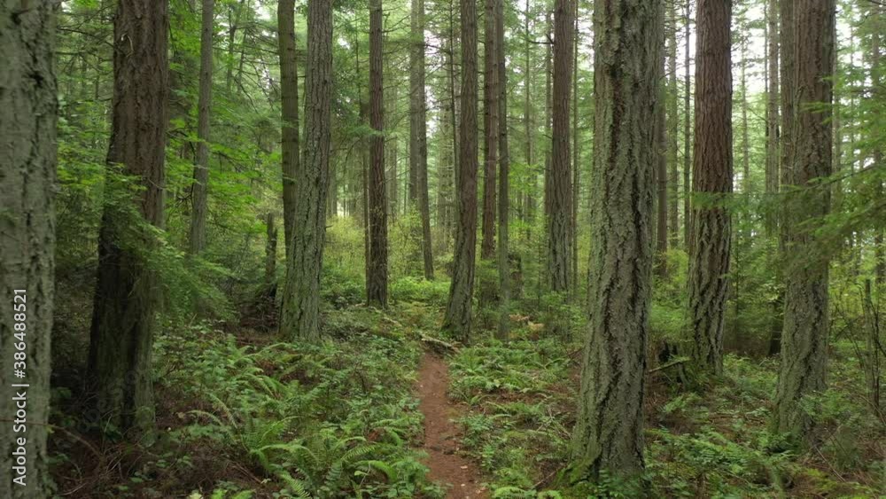 Lush Green Pacific Northwest Rain Forest. Inspiring trip traveling through this dense Douglas Fir and verdant green understory. Nature at its finest. Lush Green Pacific Northwest Rain Forest. Inspiring trip traveling through this dense Douglas Fir and verdant green understory. Nature at its finest.