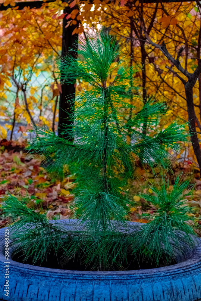 christmas tree in the park christmas tree in the park