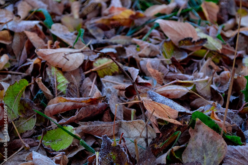 Fototapeta premium autumn leaves on the ground