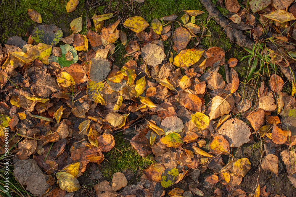 Obraz premium Yellow and brown autumn leaves on the ground.