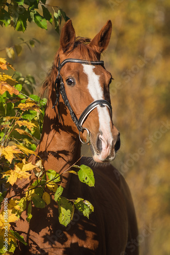 Trakehner breed horse in autumn © Rita Kochmarjova