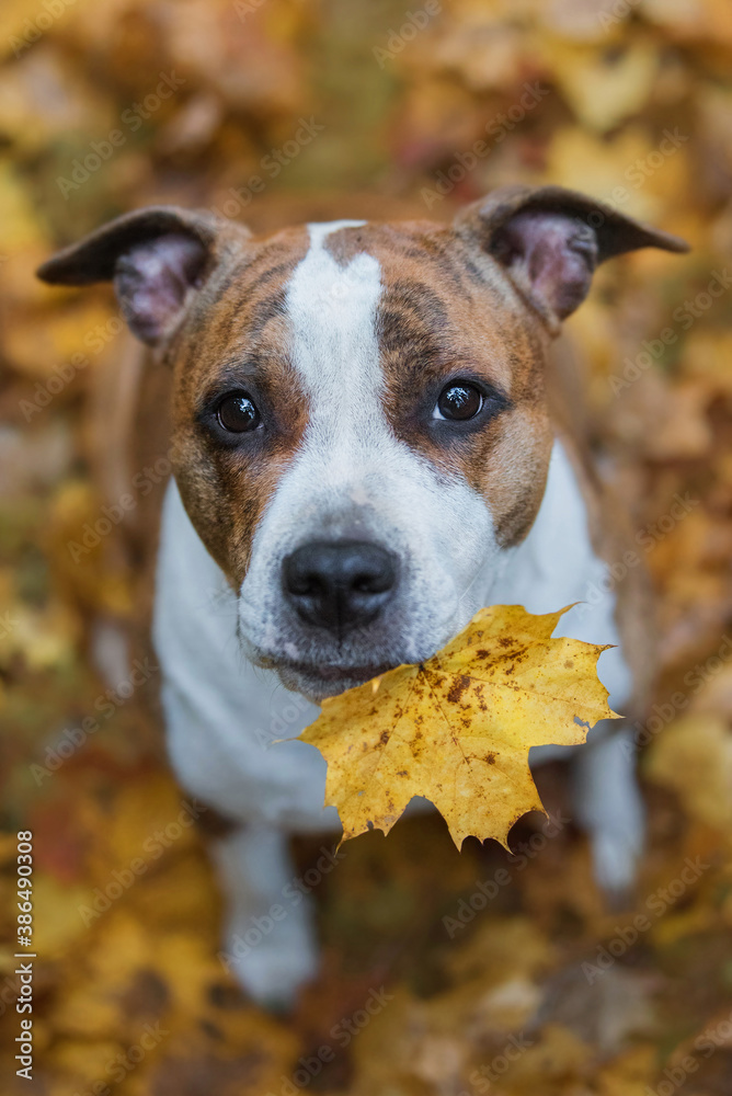 American staffordshire terrier dog holding a leaf in its mouth in autumn