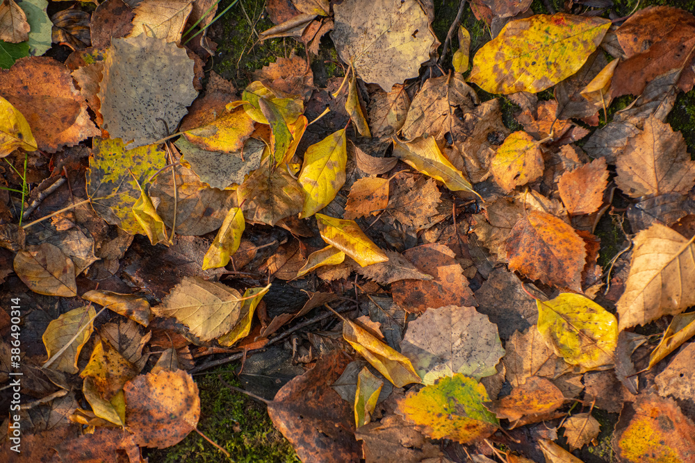 Yellow and brown autumn leaves on the ground. Yellow and brown autumn leaves on the ground.
