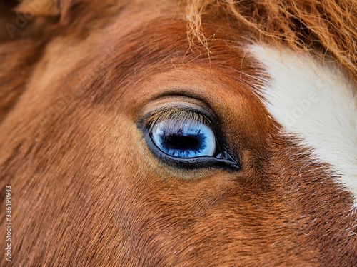 Fotografija A close-up of the blue eye of a red Shetland horse