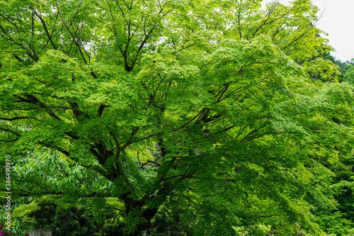日本楓の新緑の風景