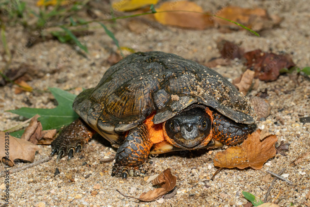 Wood turtle - Glyptemys insculpta Wood turtle - Glyptemys insculpta
