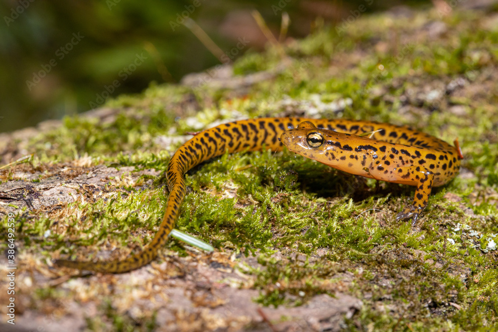 Naklejka premium Longtail salamander - Eurycea longicauda