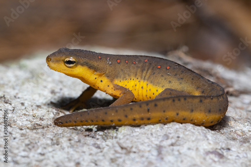 Eastern newt - Notophthalmus viridescens photo