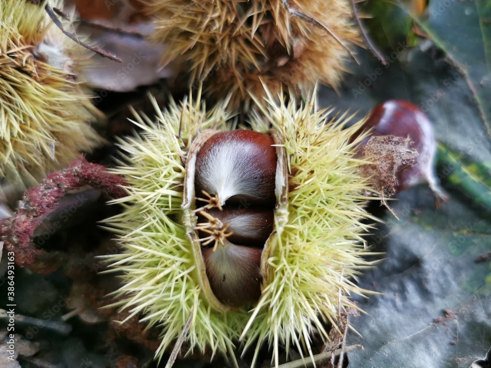 Gathering chestnuts in autumn. Nice chestnuts on the floor. Collect and cook. Gathering chestnuts in autumn. Nice chestnuts on the floor. Collect and cook.
