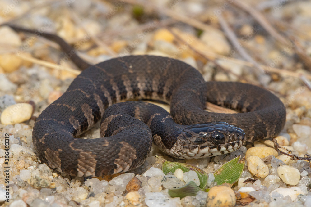 Northern water snake - Nerodia sipedon sipedon Northern water snake - Nerodia sipedon sipedon