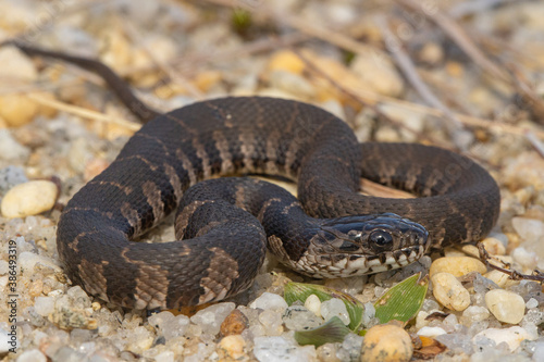 Slika na platnu Northern water snake - Nerodia sipedon sipedon
