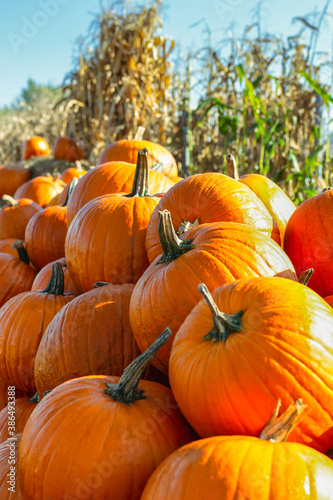 Pile of rape pumpkins during season