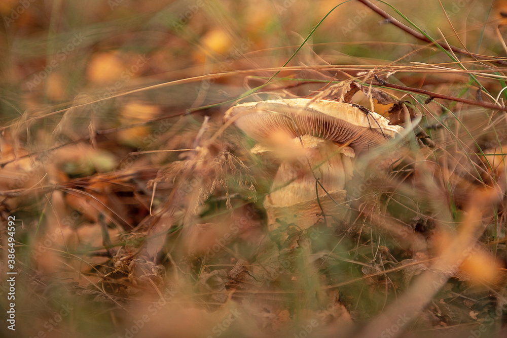 Fototapeta premium A beautiful large mushroom triumphal cobweb. Filmed from below. The plates on the cap are visible.