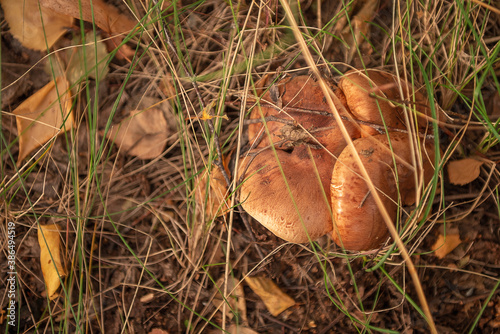 A group of young strong mushrooms growing very closely to each other