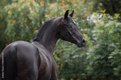 Portrait of a beautiful black arabian horse on natural green summer background  head closeup. Back side view
