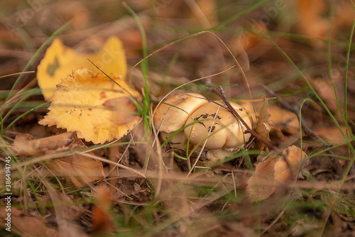 Two strong young mushrooms and two yellow leaves. Mushrooms are called triumphal cobwebs.