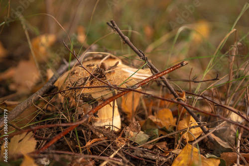 Old triumphant webcap in dry grass. Dry twigs fell onto the hat.