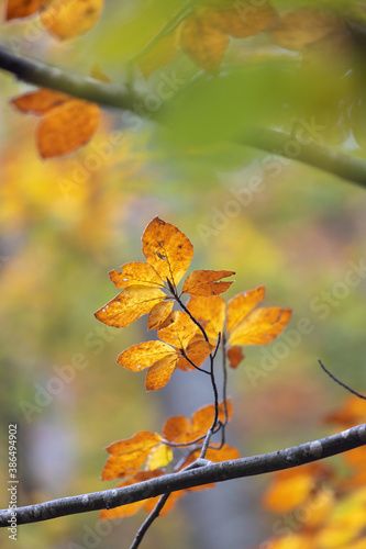 Autumn beech leaves, decorate a beautiful nature background