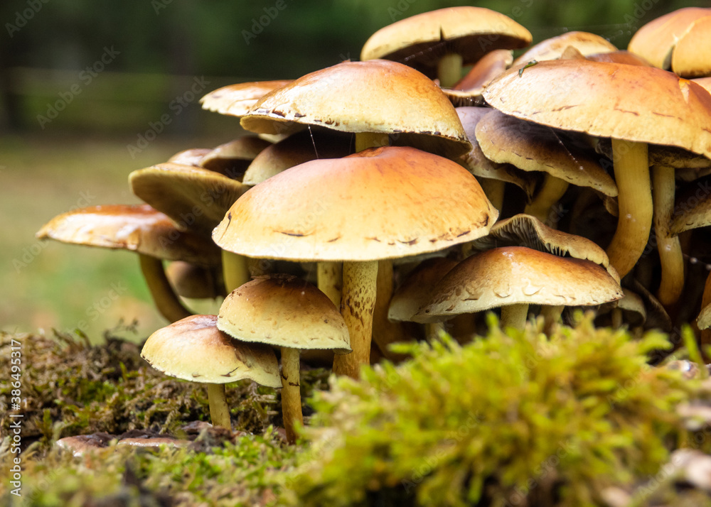 Mushrooms with green background Mushrooms with green background
