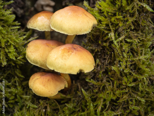 Mushrooms with green background