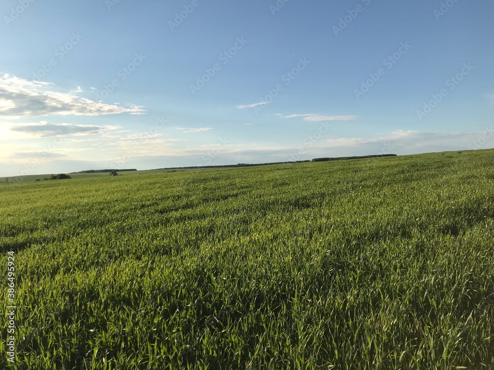 green wheat field of Russia green wheat field of Russia