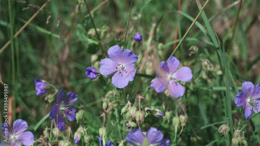 Lilac flowers in a meadow in springtime in sunshine Lilac flowers in a meadow in springtime in sunshine