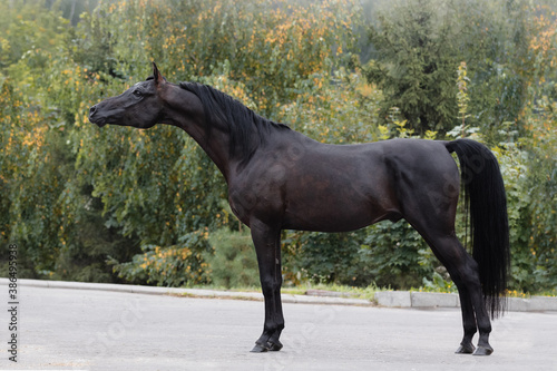 Beautiful black arabian horse with a long white mane stands on natural summer background, profile side view, exterior