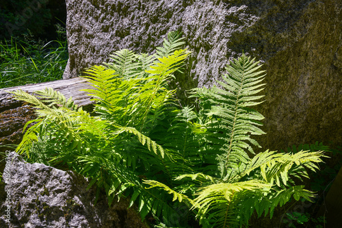 Close-up of a plant of fern (Polypodiopsida),  member of a group of vascular plants that reproduce via spores and have neither seeds nor flowers, among rocks, Italy