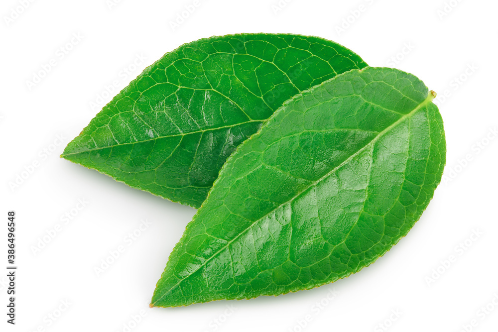 Obraz premium Bilberry or blueberry leaf isolated on white background with clipping path and full depth of field.