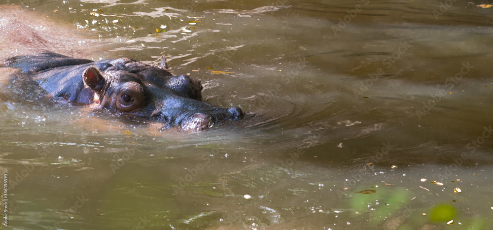 Fototapeta premium hippopotamus swimming in the water
