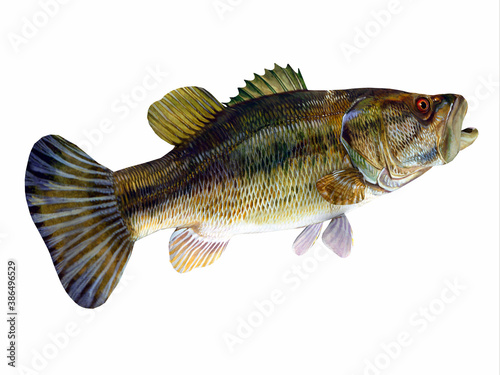 Photography Redeye Bass Tail - The Redeye is species of freshwater bass fish found in lakes, rivers and streams of Georgia and Alabama, USA