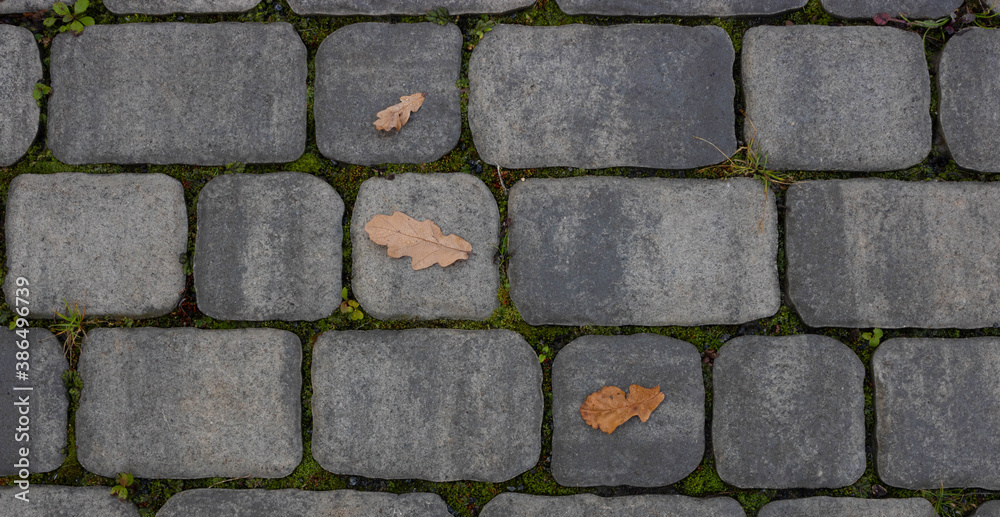 Fallen leaves with water drops on the sidewalk,top view. Blocks of the sidewalk pattern, details of the stone-lined path