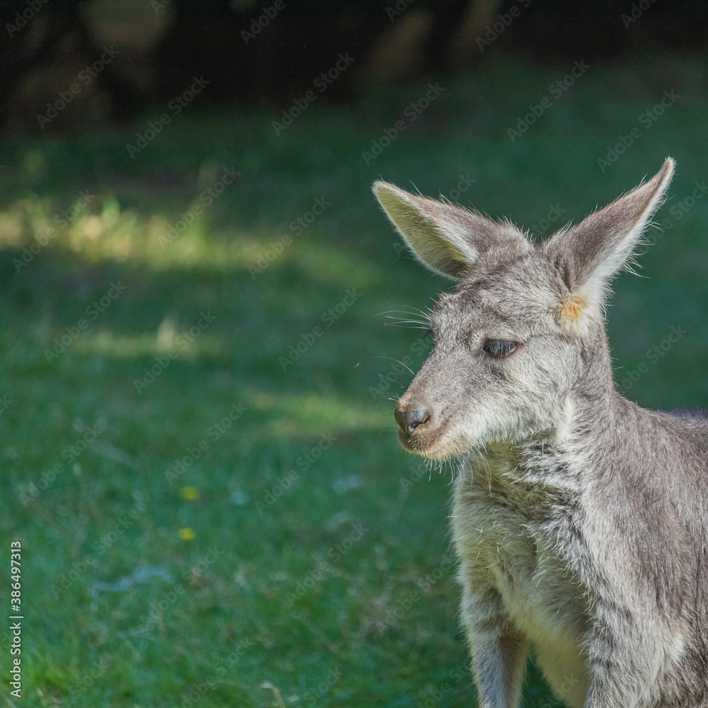 kangaroo in the grass