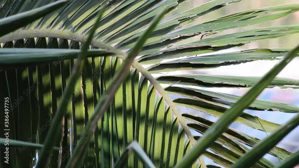 Folhas de coqueiro balançando ao vento