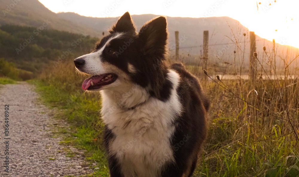 portrait of a border collie with a sunset