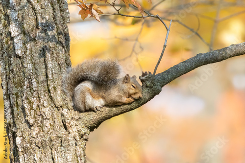 Cute squirrel is sleeping on the tree