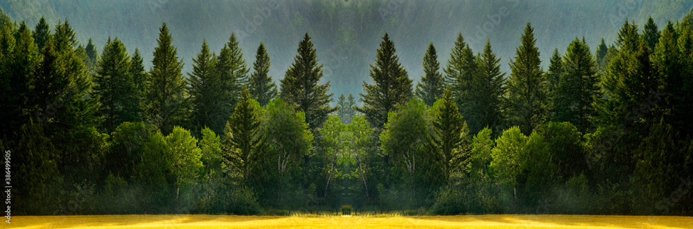 Forest Rain Storm with Drops Falling and Lush Trees Forest Rain Storm with Drops Falling and Lush Trees