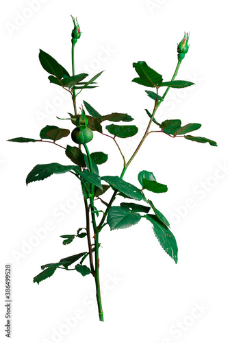 rose bush with closed bud isolated