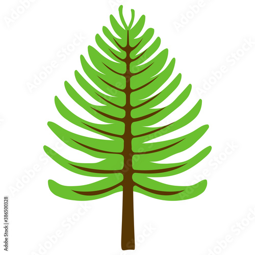 
Fluffy young branch fir tree, coniferous tree 
