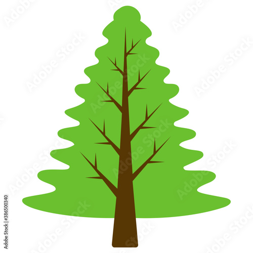 
Fluffy young branch fir tree, coniferous tree 
