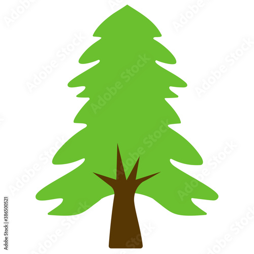 
Fluffy young branch fir tree, coniferous tree 
