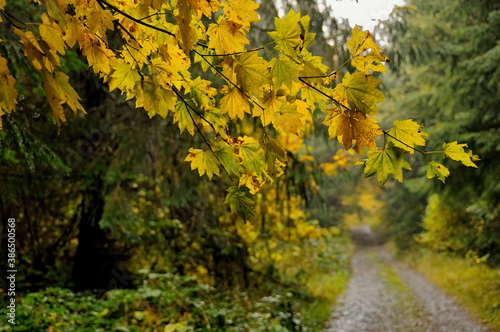 A rural lane passes beneath the yellow leaves of a maple tree in autumn.