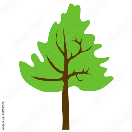 
Fluffy young branch fir tree, coniferous tree 

