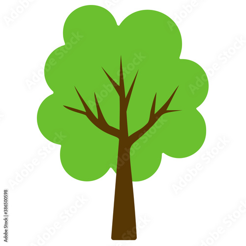 
Fluffy young branch fir tree, coniferous tree 
